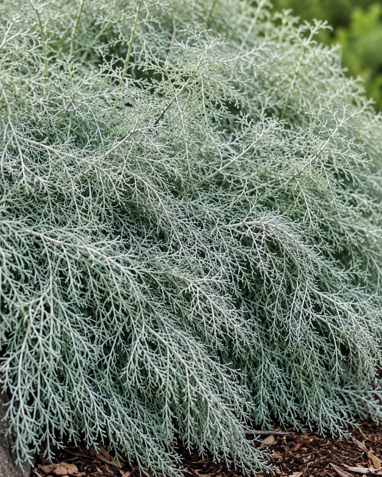 Artemisia 'Canyon Grey' California Sagebrush | Annie's