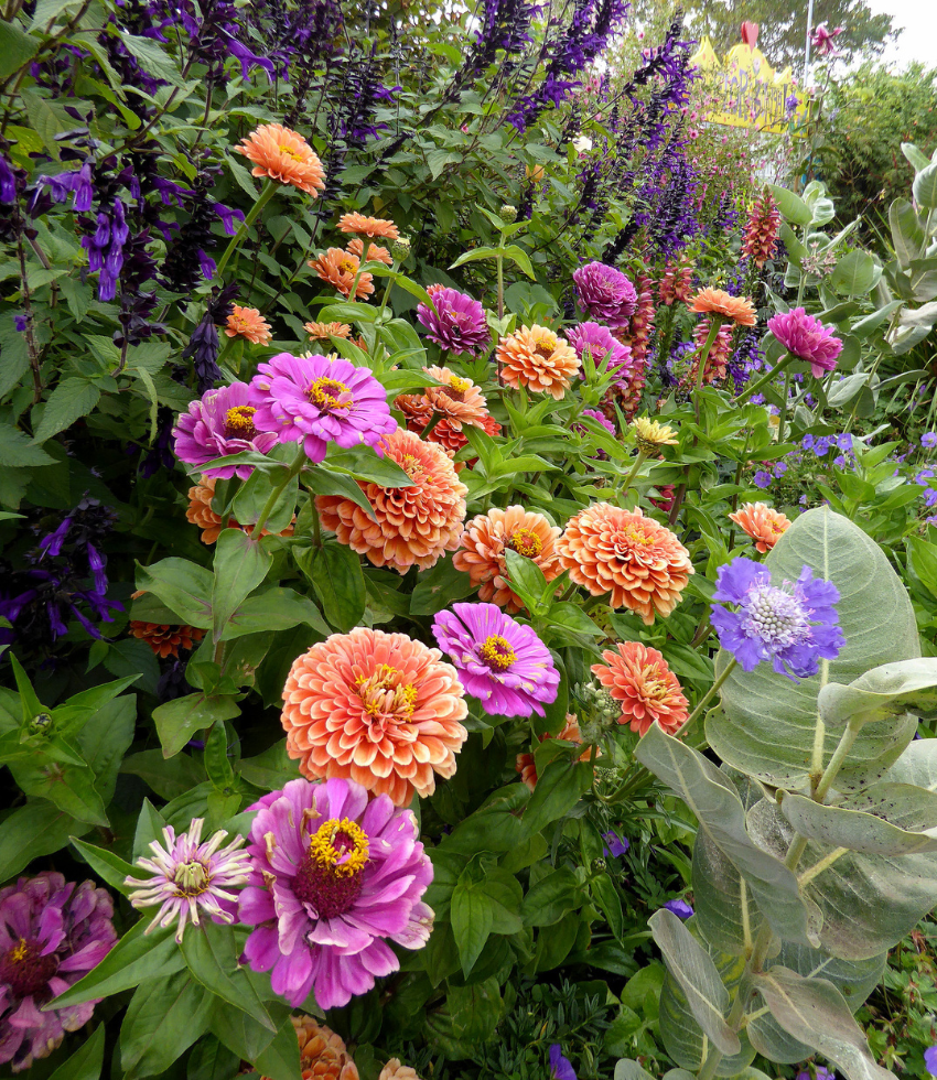 Zinnia elegans - Benarys Giant Salmon Rose Annie's Annuals Annie's Annuals and Perennials