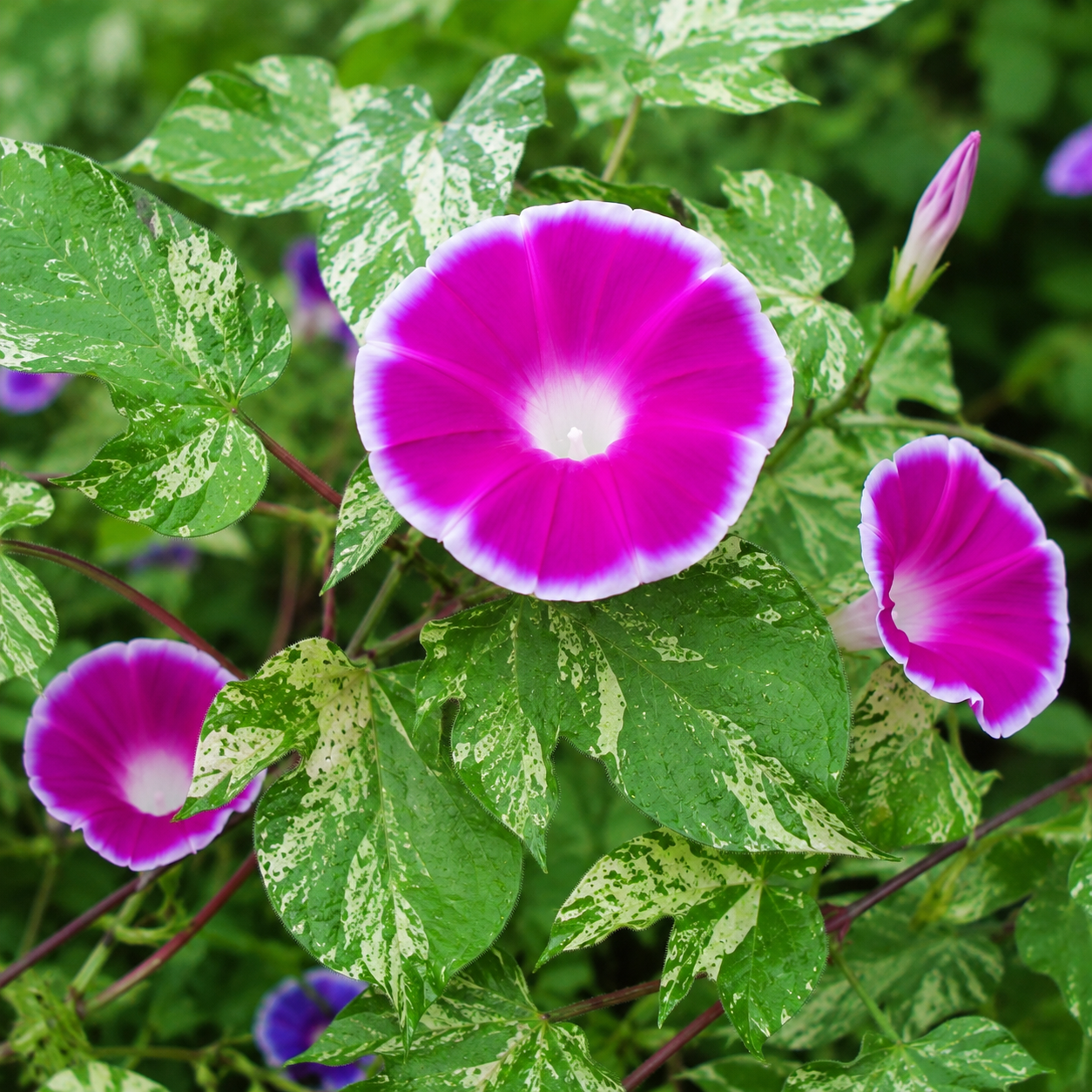 Convolvulus 'Cameo Elegance' Morning Glory | Annie's Annie's Annuals Annie's Annuals and Perennials