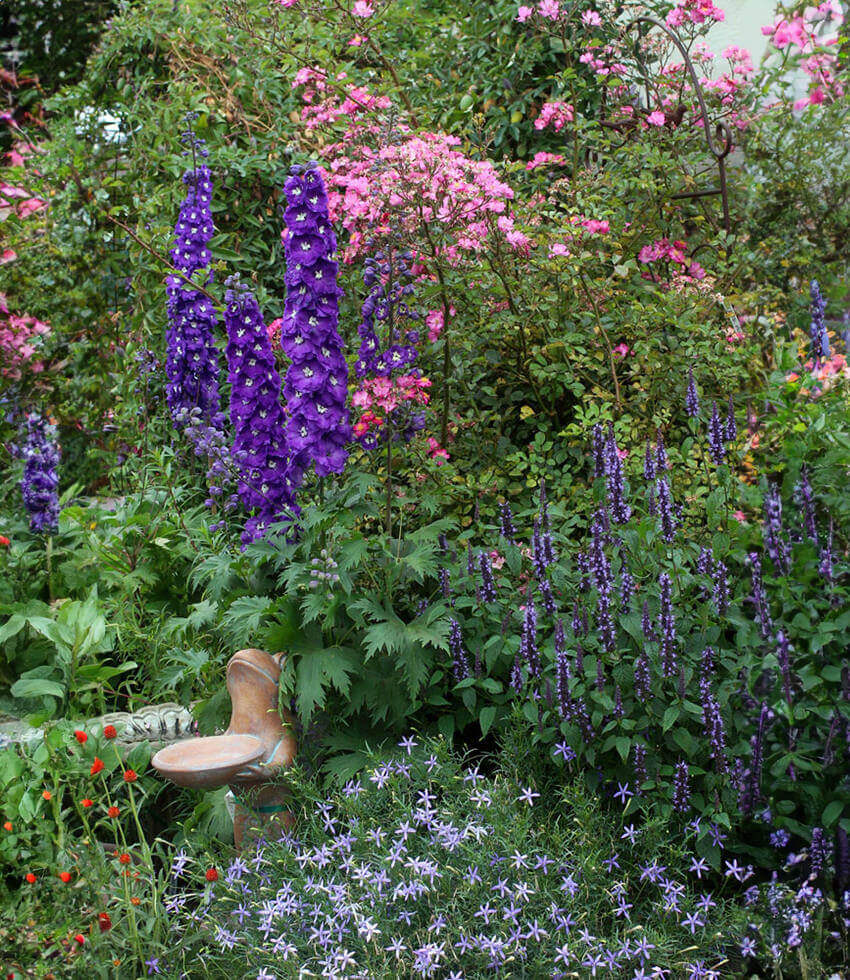Delphinium elatum - Purple Passion Annie's Annuals Annie's Annuals and Perennials
