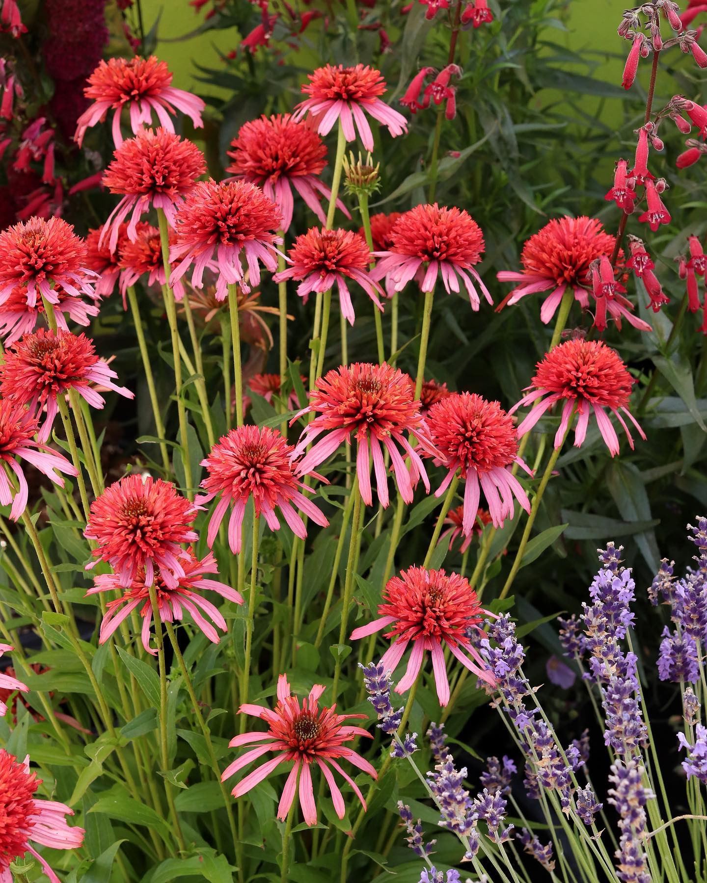 Echinacea 'Guava Ice' | Double Coneflower Perennial | Annie's Annuals