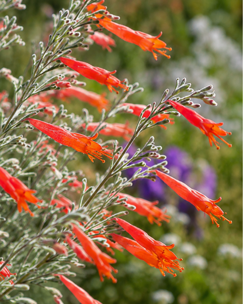 Epilobium californica California Fuchsia | Annie's Annie's Annuals Annie's Annuals and Perennials
