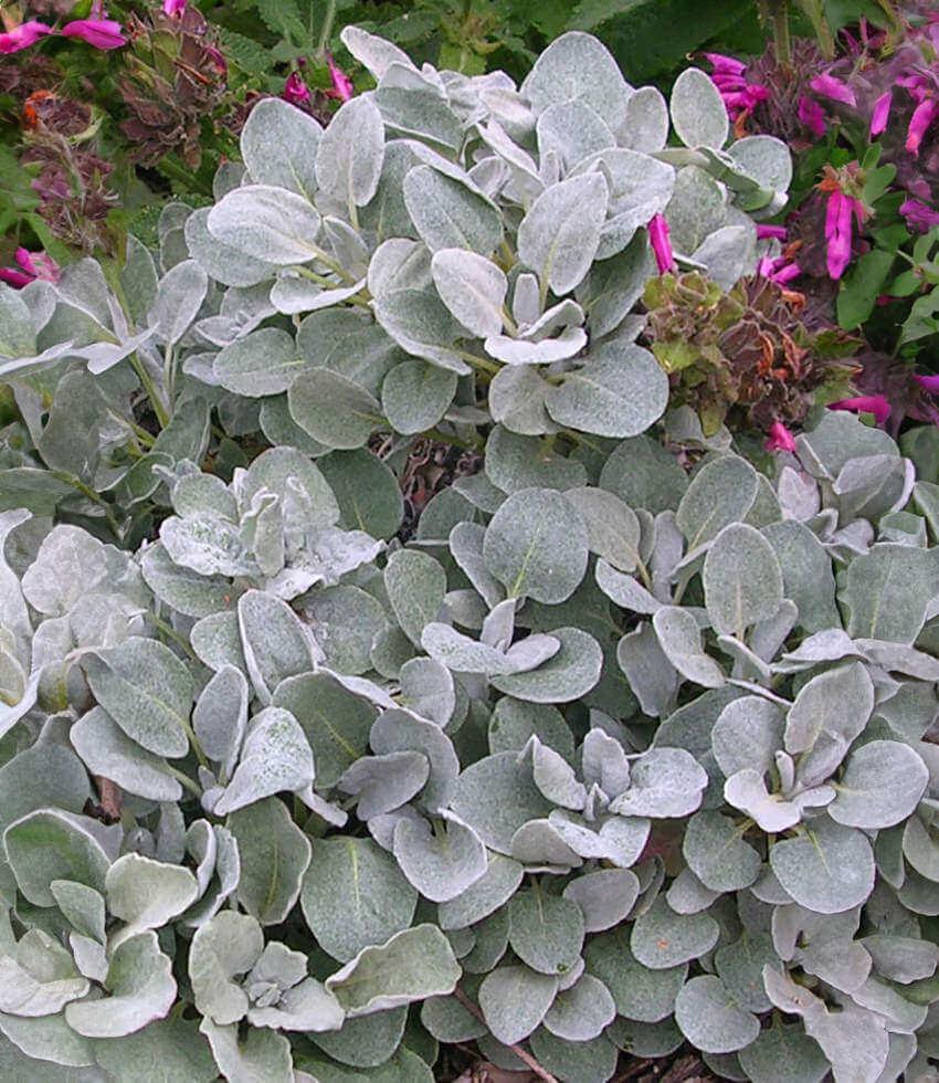 Eriogonum latifolium - Seaside Buckwheat Annie's Annuals Annie's Annuals and Perennials