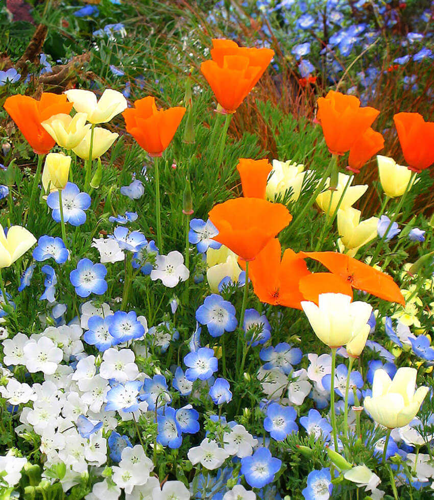 Eschscholzia californica - Orange Annie's Annuals Annie's Annuals and Perennials
