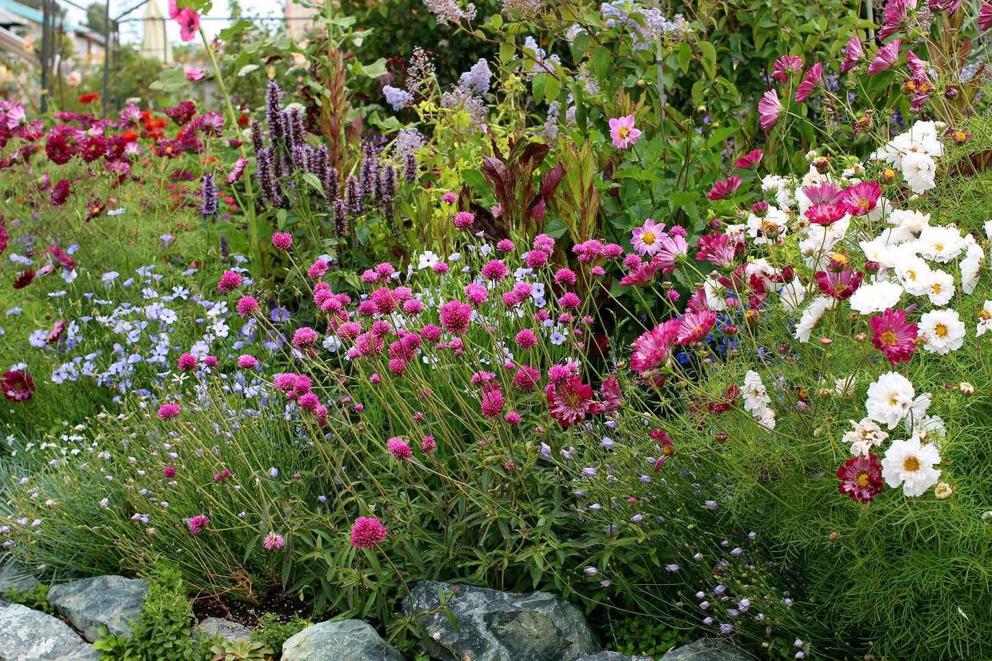 Gomphrena Globosa - Fireworks Annie's Annuals Annie's Annuals and Perennials