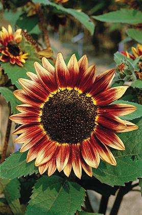 Helianthus annuus - 'Floristan' Annie's Annuals Annie's Annuals and Perennials