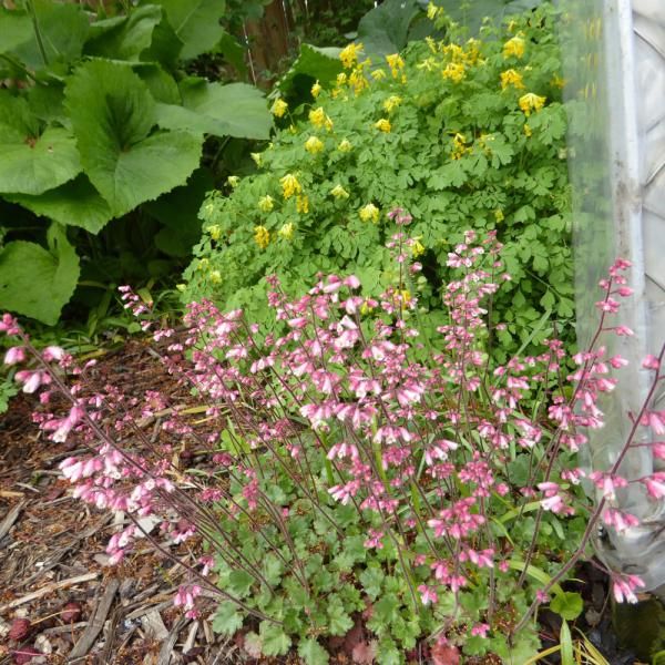 Heuchera - Canyon Duet Annie's Annuals Annie's Annuals and Perennials