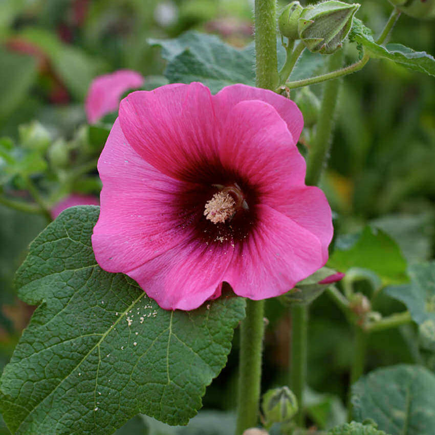 Hollyhock (Alcea rosea) - Halo Cerise Annie's Annuals Annie's Annuals and Perennials