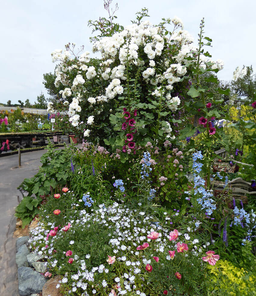 Hollyhock (Alcea rosea) - Halo Cerise Annie's Annuals Annie's Annuals and Perennials