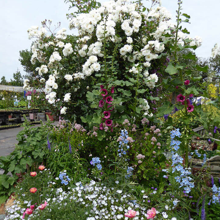 Hollyhock (Alcea rosea) - Halo Cerise Annie's Annuals Annie's Annuals and Perennials