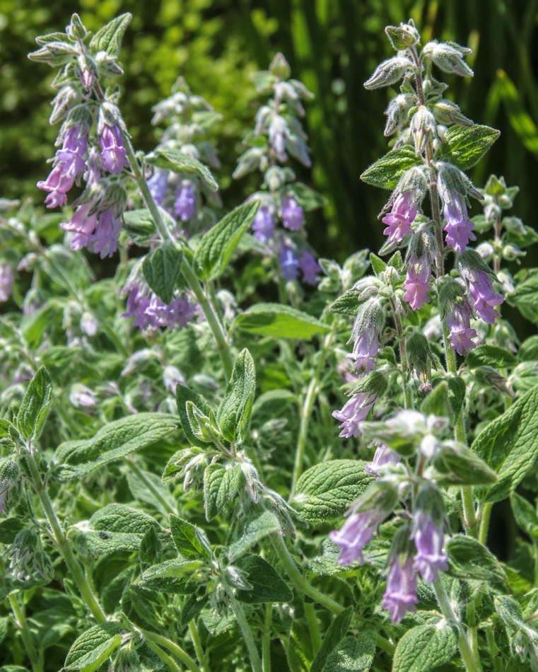 Lepechinia fragrans Fragrant Pitcher Sage | Annie's