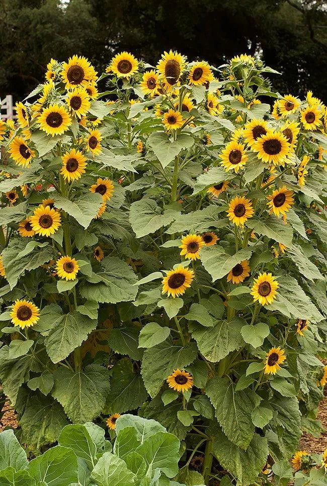 High Noon Long-Lasting Sunflower Seeds Flower Seeds Renee's Garden and Perennials