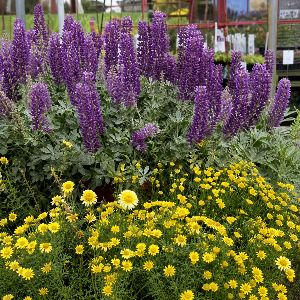 Lupinus sericatus - Cobb Mountain Lupine Annie's Annuals Annie's Annuals and Perennials