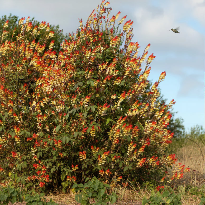 Mina lobata - Exotic Love Vine Annie's Annuals Annie's Annuals and Perennials