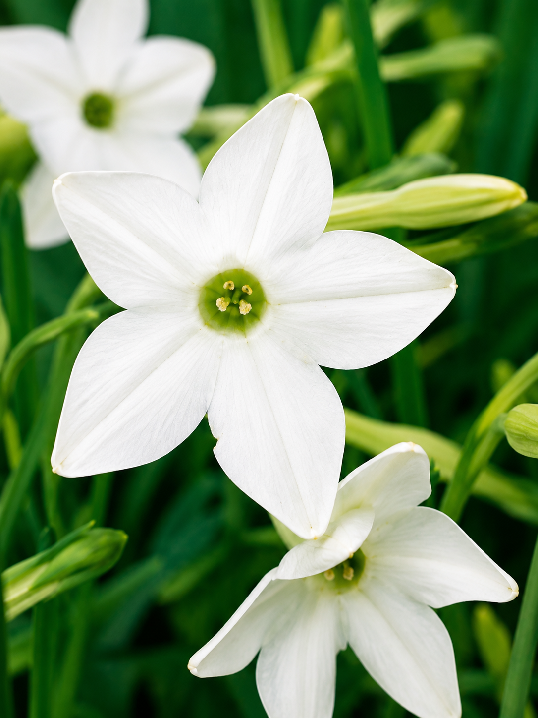 Nicotiana alata 'Saratoga White' | White Flowering Tobacco