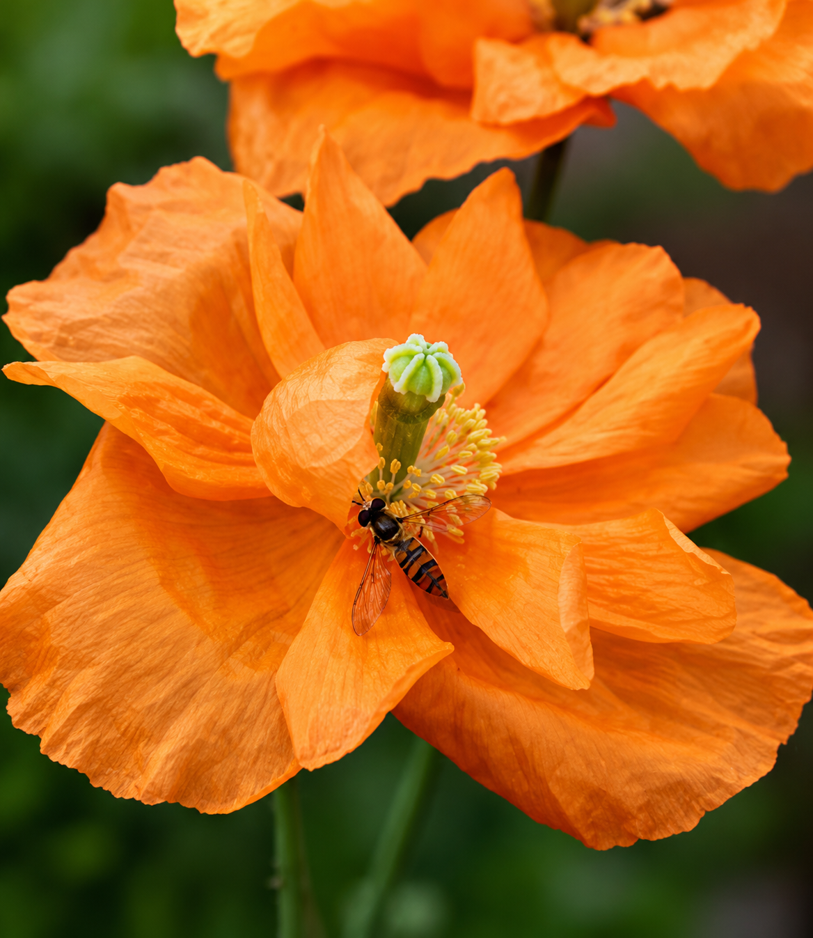 papaver plant Papaver atlanticum
