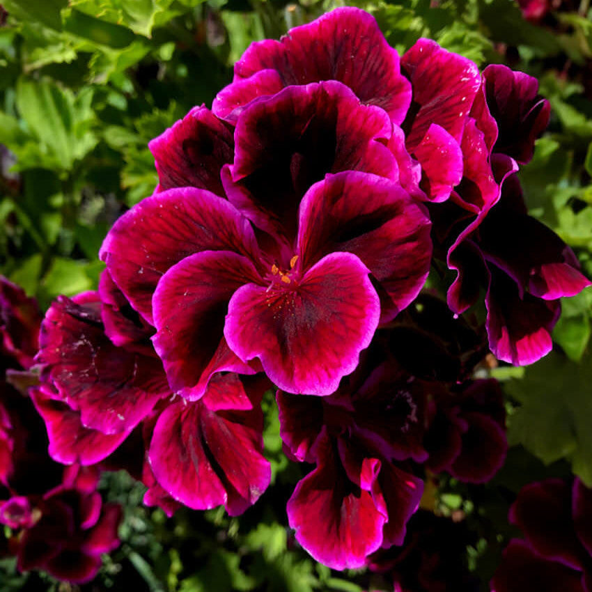 Pelargonium - Cherries Jubilee Annie's Annuals Annie's Annuals and Perennials