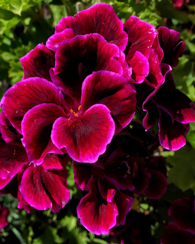 Pelargonium - Cherries Jubilee