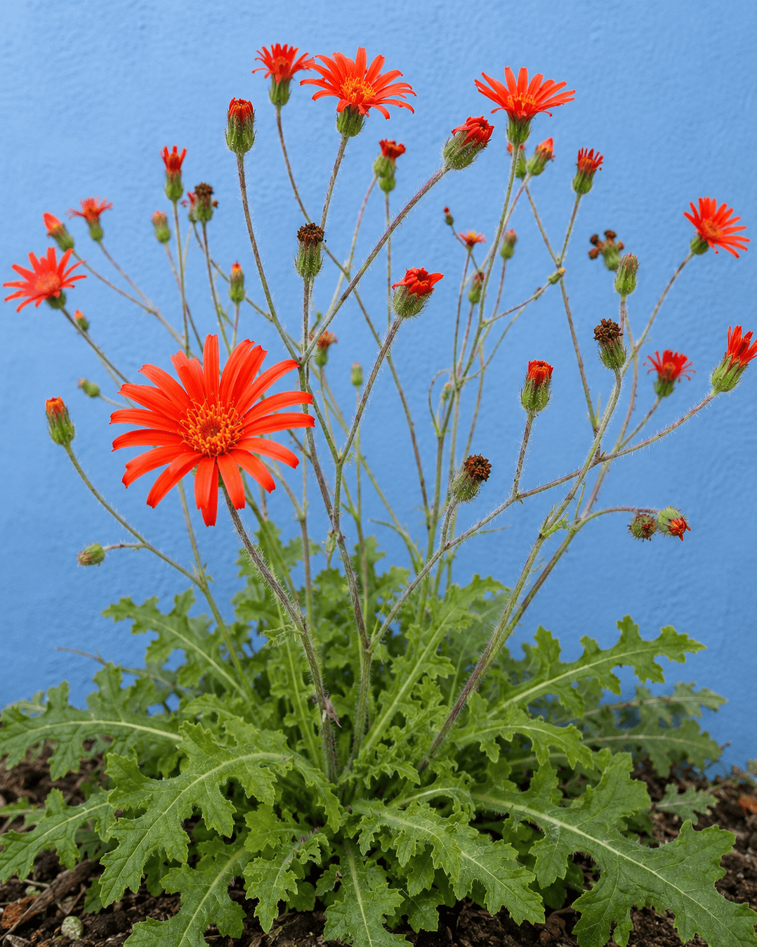 Pseudonoseris glandulosa Annie's Annuals Annie's Annuals and Perennials