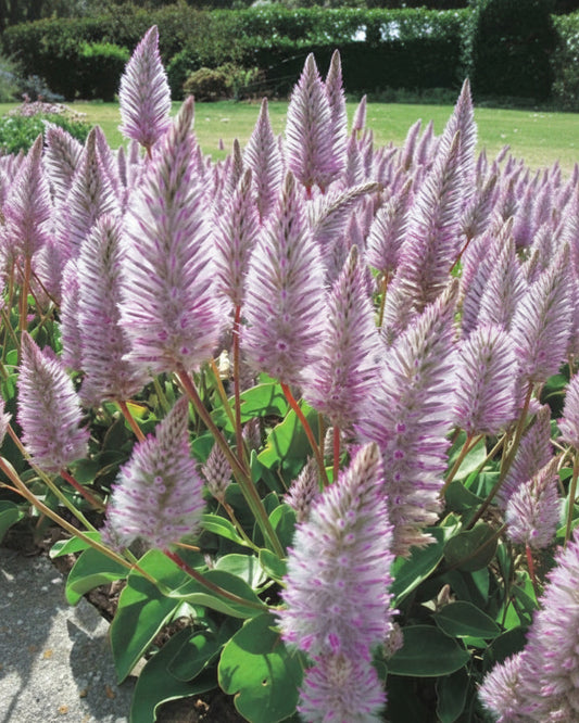Ptilotus exaltatus