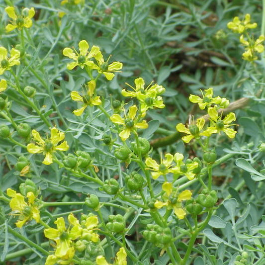 Ruta graveolens - Rue Annie