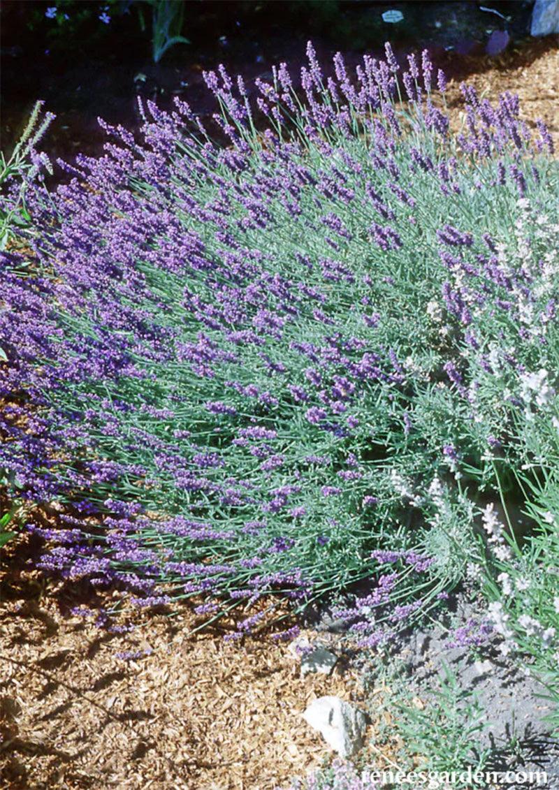 Munstead English Lavender Seeds Flower Seeds Renee's Garden and Perennials