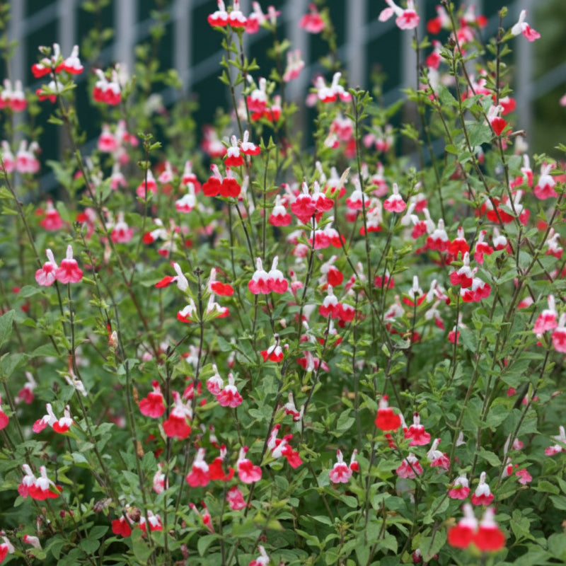Salvia x - Hot Lips Annie's Annuals Annie's Annuals and Perennials