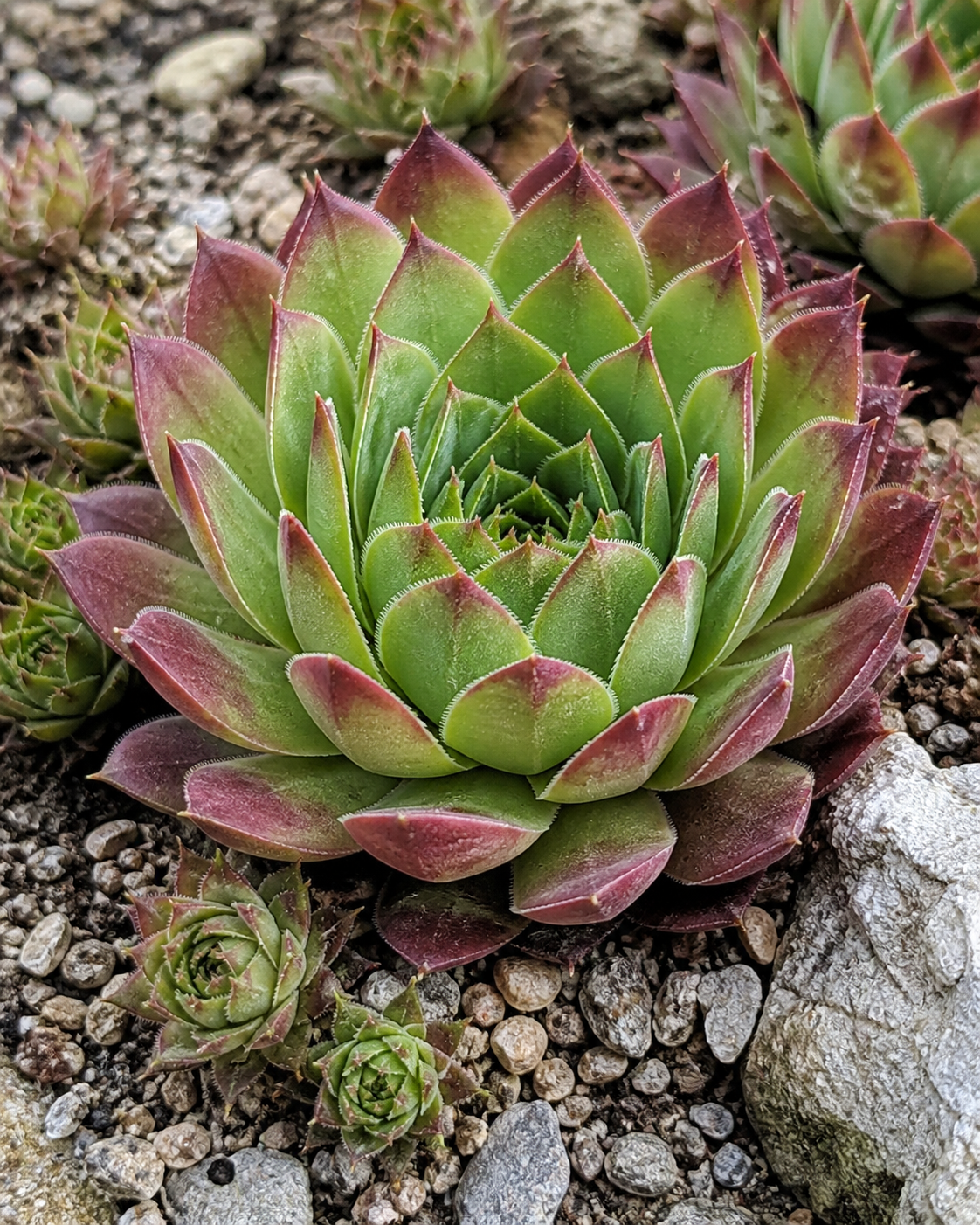 Sempervivum Kalinda