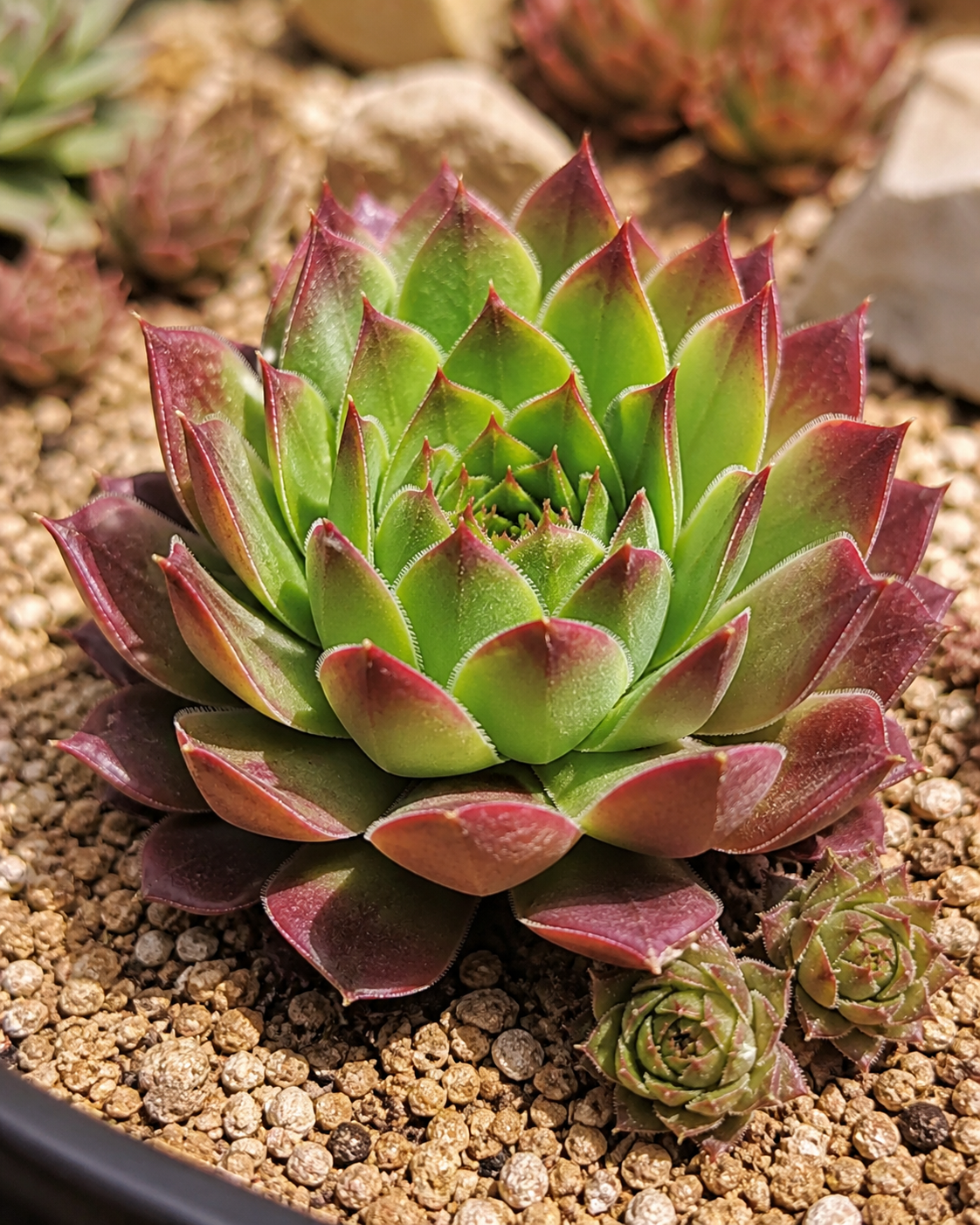 Sempervivum Kalinda Annie's Annuals Annie's Annuals and Perennials