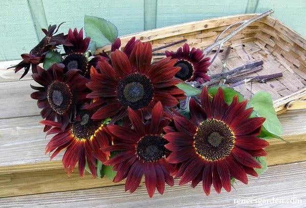 Cinnamon Sun Ornamental Sunflower Seeds Flower Seeds Renee's Garden and Perennials