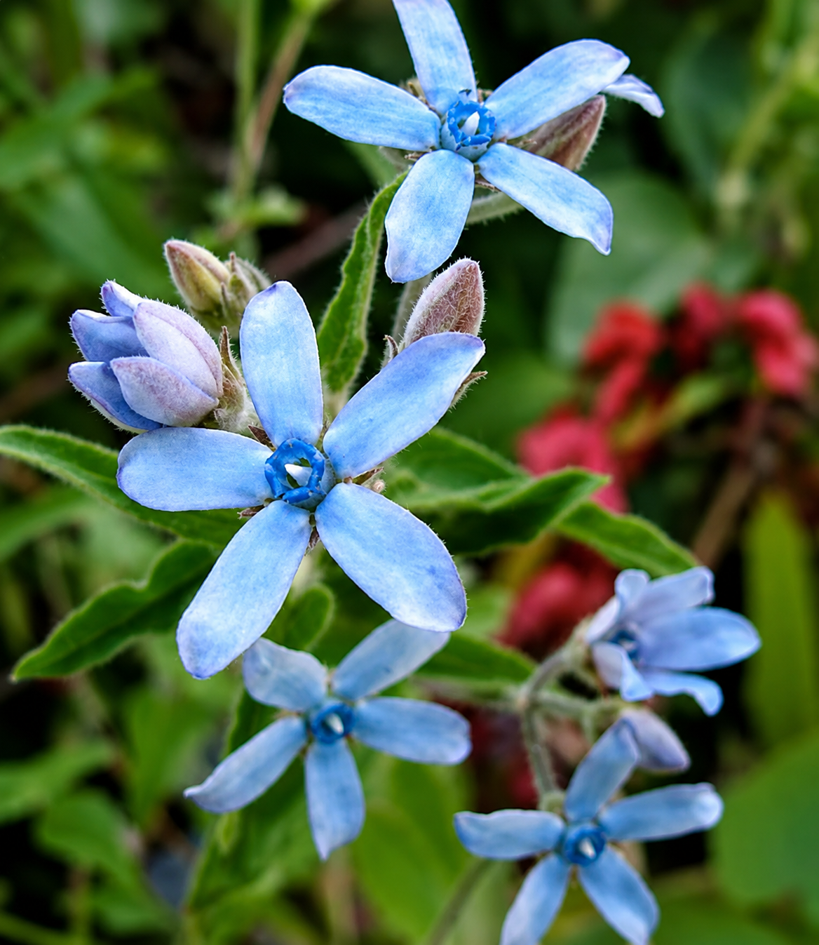 Tweedia caerulea 'Heaven Born' | Blue Milkweed Flower | Annie's