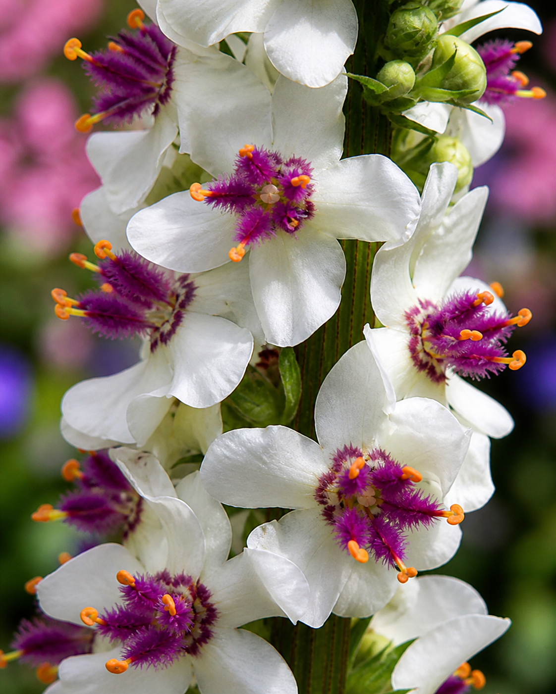 Verbascum Chaixii - Wedding Candles Annie's Annuals Annie's Annuals and Perennials