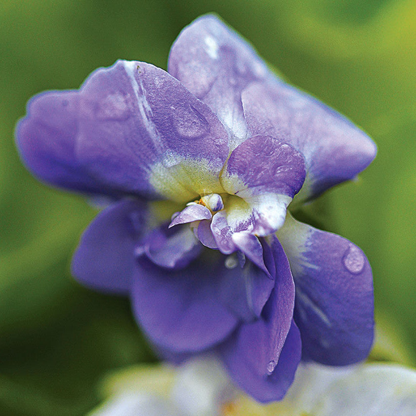 Viola odorata - Duchesse De Parme Annie's Annuals Annie's Annuals and Perennials