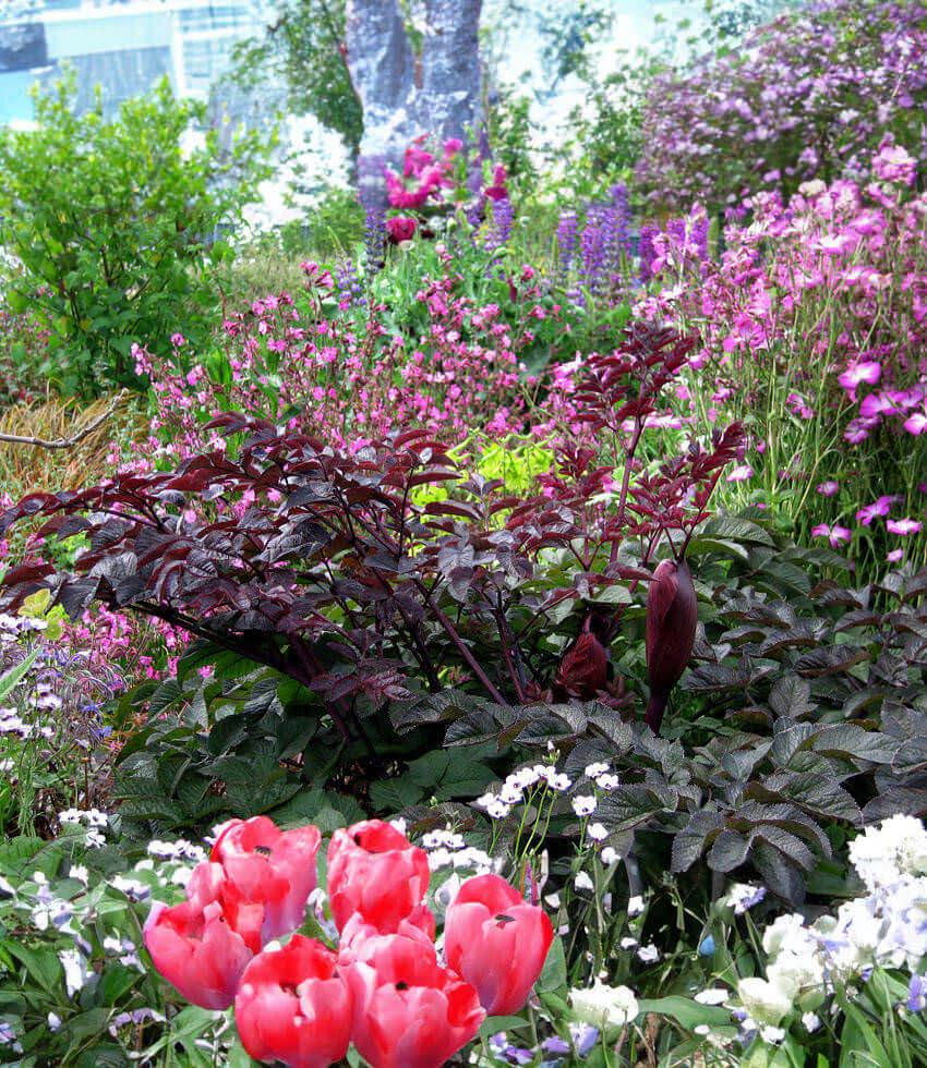 Angelica stricta purpurea Annie's Annuals Annie's Annuals and Perennials