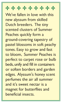 Summer Peaches Honey-Scented Alyssum Seeds Flower Seeds Renee's Garden and Perennials