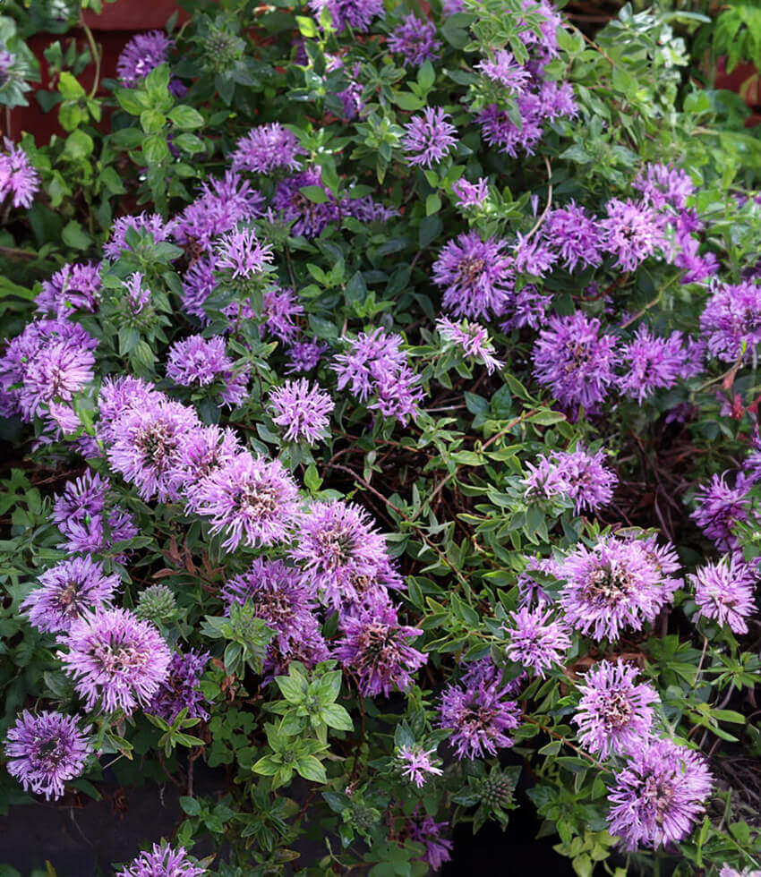 Monardella villosa - Russian River Annie's Annuals Annie's Annuals and Perennials