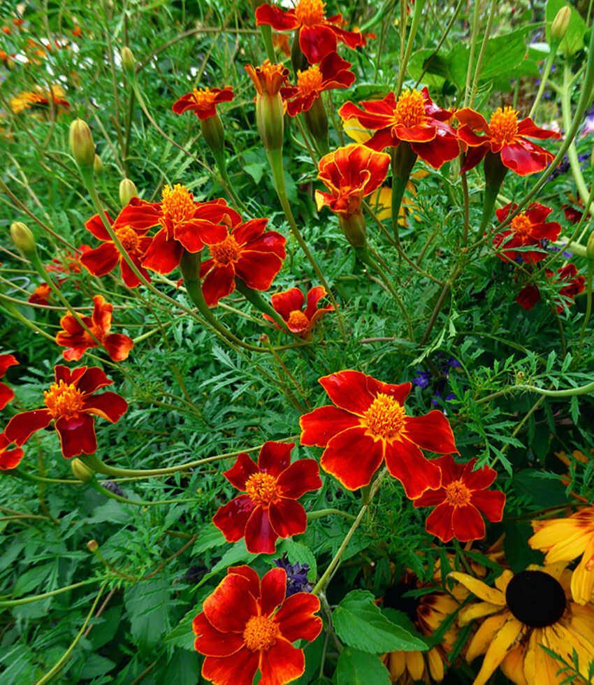 Marigold - Villandry Annie's Annuals Annie's Annuals and Perennials