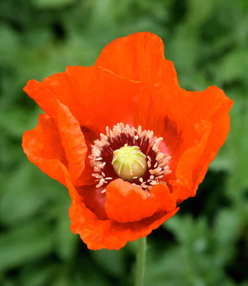 Papaver hybridum - Orange Chiffon Annie's Annuals Annie's Annuals and Perennials