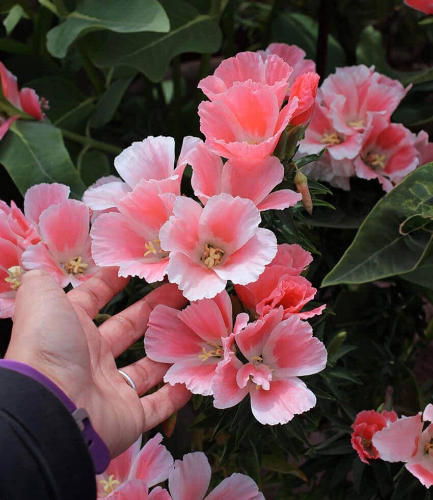 Clarkia amoena - Aurora Annie's Annuals Annie's Annuals and Perennials