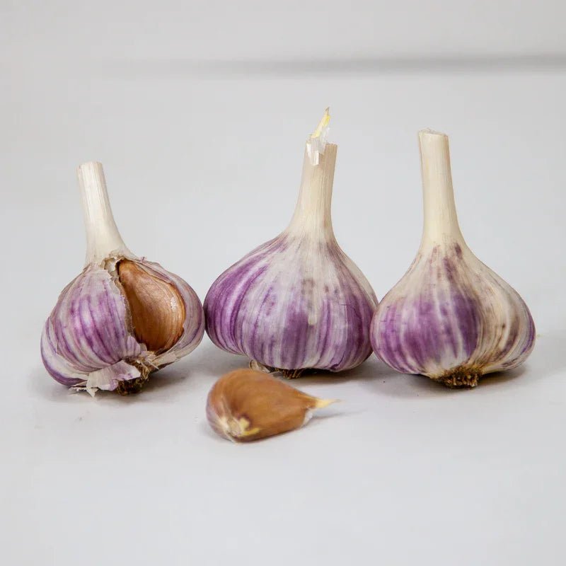 Georgian Fire Garlic for Planting | Annie's Annuals Garlic Grow Organic and Perennials