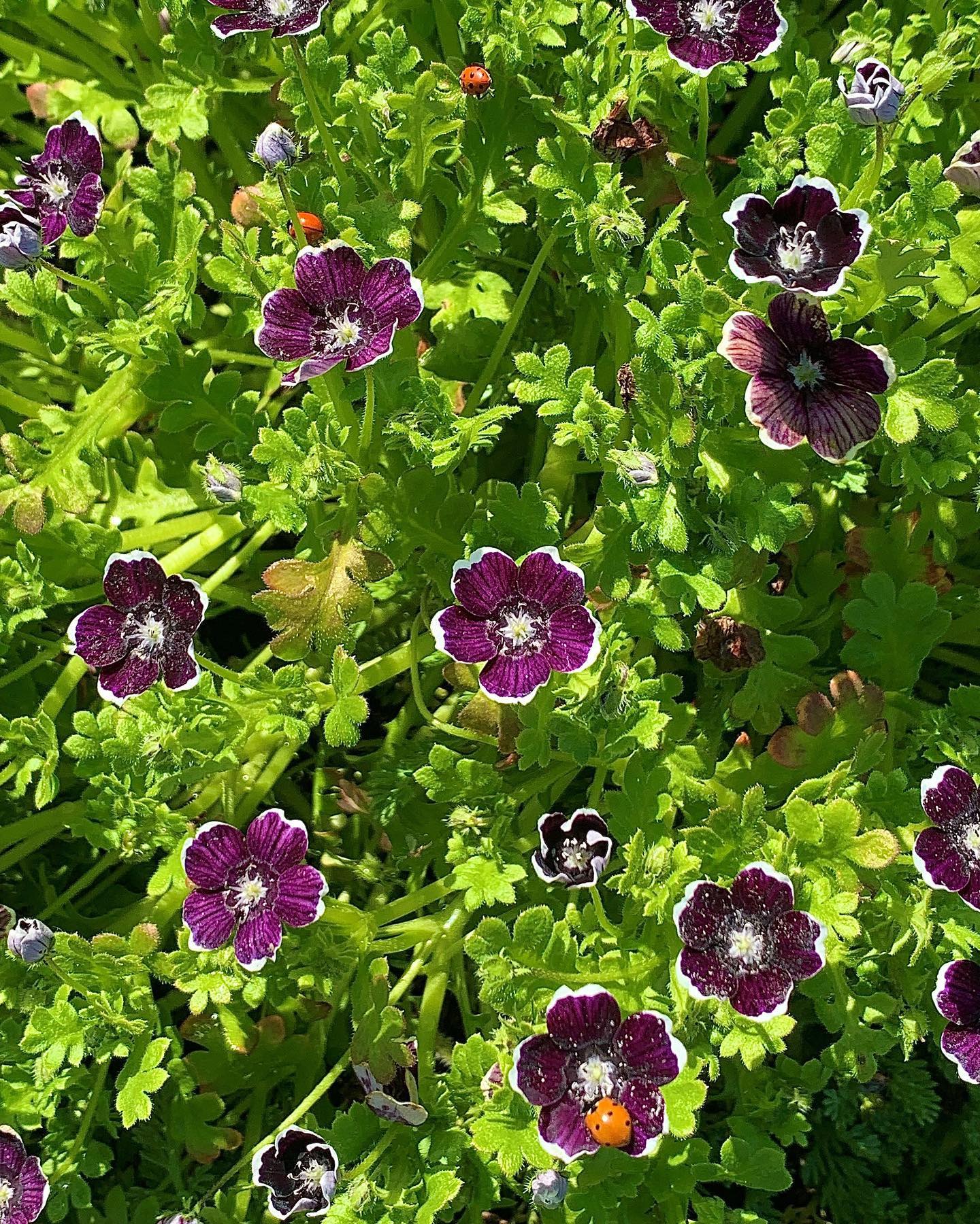 Nemophila menziesii - Penny Black Annie's Annuals Annie's Annuals and Perennials