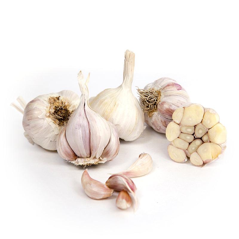 Organic California Late White Garlic for Planting | Annie's Annuals Garlic Grow Organic and Perennials