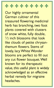 White Wonder Heirloom Double Feverfew Seeds Flower Seeds Renee's Garden and Perennials