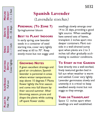 Purple Ribbons Spanish Lavender Seeds Vegetable Seeds Annie's Annuals and Perennials
