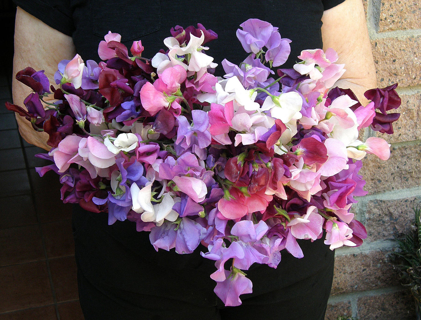 Perfume Delight Heirloom Sweet Pea Seeds Flower Seeds Renee's Garden and Perennials