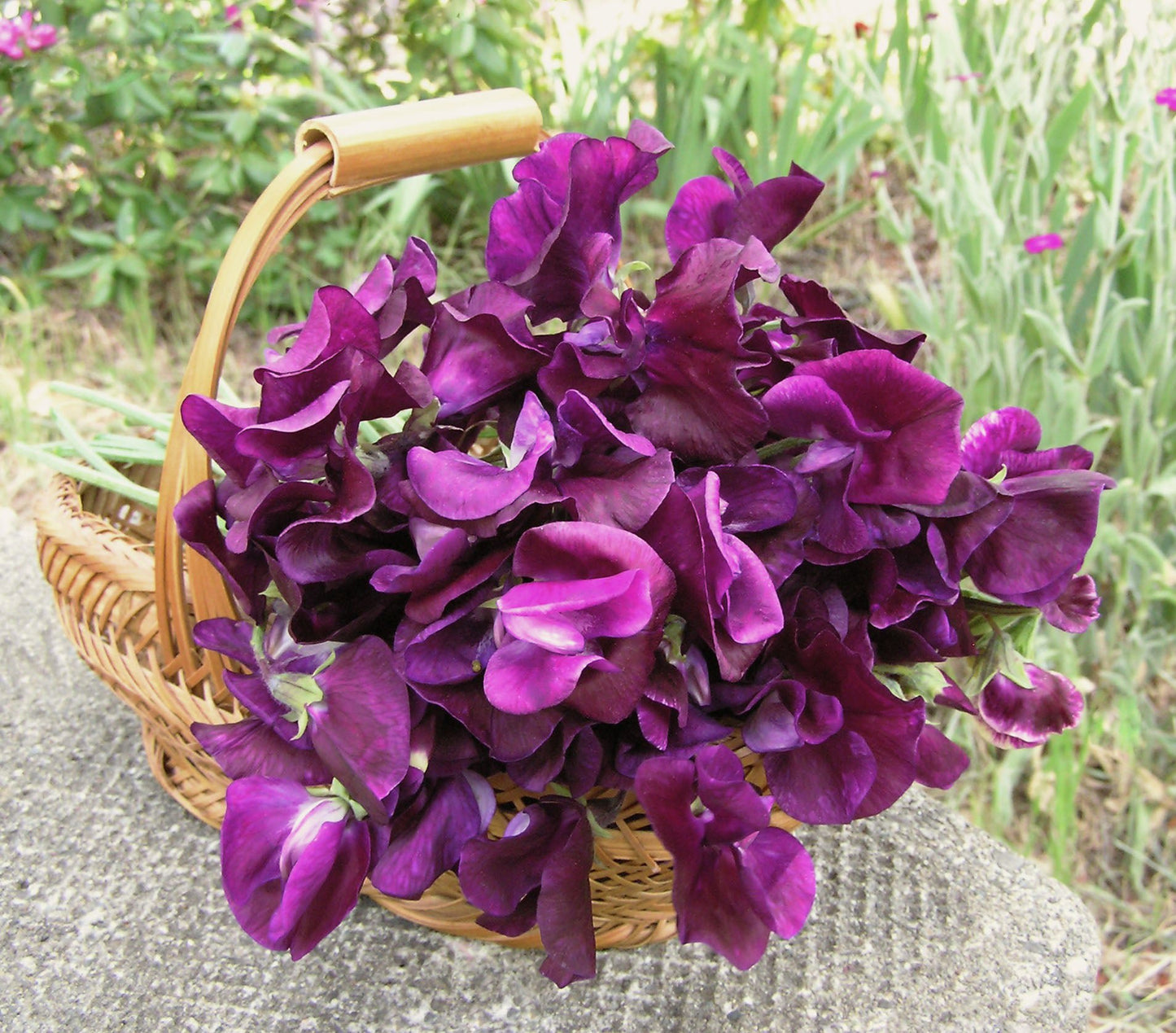 Zinfandel Fragrant Sweet Pea Seeds Flower Seeds Renee's Garden and Perennials