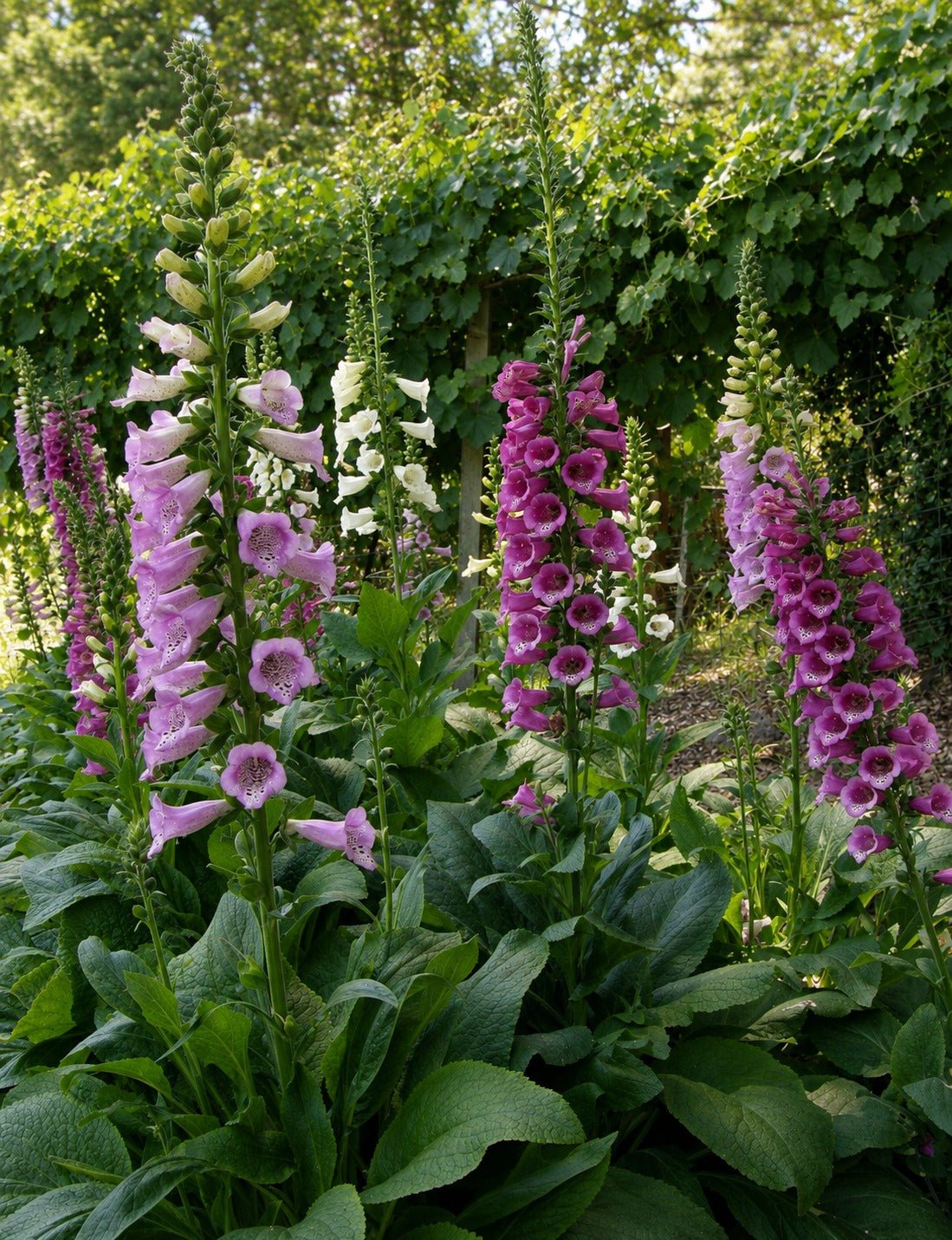 Carousel Mix Hummingbird Foxglove Seeds Flower Seeds Renee's Garden and Perennials