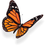 butterfly