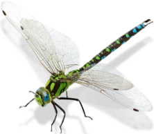 Dragon-fly