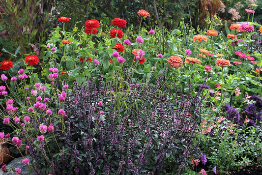 Backyard Wildflower Garden Ideas for Beginners (Start Simple, Let It Wander)